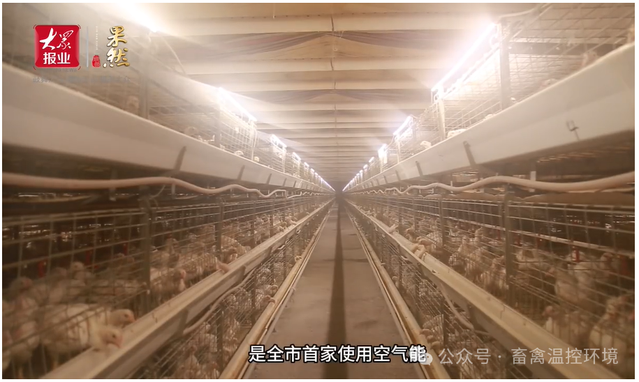 全市首家使用空氣能采暖養(yǎng)殖企業(yè)|張加書：從會養(yǎng)雞到“慧”養(yǎng)雞，科技賦能循環(huán)農(nóng)業(yè)